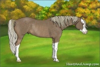 Horse Color:Chestnut Sabino Splash Rabicano 