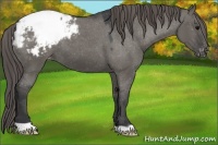 Horse Color:Grullo Appaloosa 