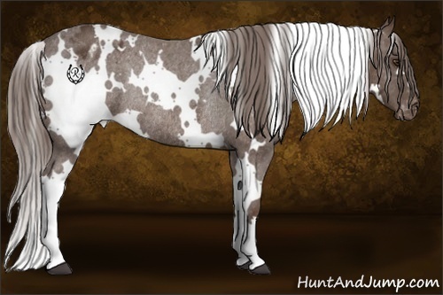 Horse Color:White Spotted Liver Chestnut Appaloosa Rabicano