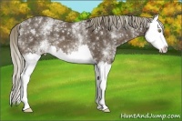 Horse Color:White Spotted Liver Chestnut Splash