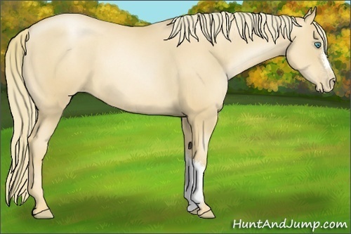 Horse Color:Gold Champagne Pearl