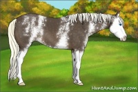 Horse Color:White Spotted Liver Chestnut Splash 