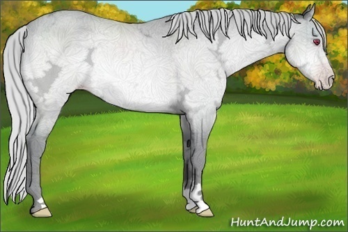 Horse Color:Silver Amber Champagne Chinchilla Ice Rabicano