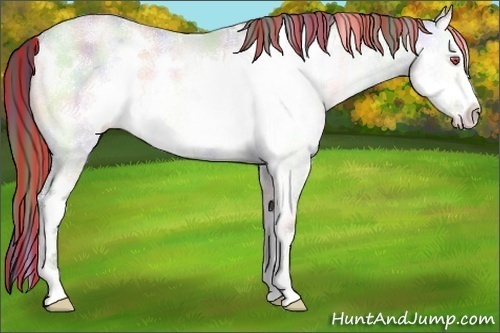 Horse Color:Painted Nacre White Spotted Brown Chinchilla Pearl Onyx Frame Rabicano 