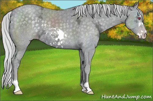 Horse Color:Silver Classic Champagne Chinchilla Ice Frame