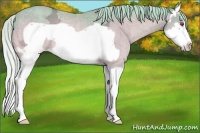 Horse Color:Watercolor Silver Amber Champagne Chinchilla Ice Splash Frame Rabicano