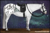 Horse Color:Black Appaloosa
