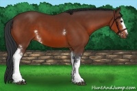 Horse Color:White Spotted Bay