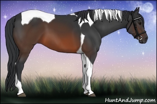 Horse Color:Brown Tobiano 