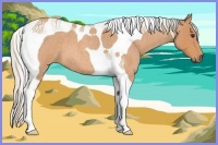 Horse Color:Silver Bay Roan Tobiano