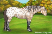 Horse Color:Bay Appaloosa 
