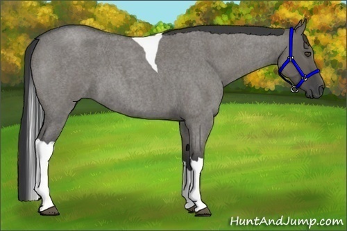 Horse Color:Grullo Roan Tobiano