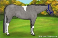 Horse Color:Grullo Roan Tobiano 
