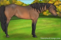 Horse Color:Buckskin 
