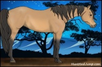Horse Color:Buckskin 