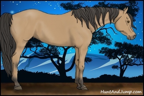 Horse Color:Buckskin 