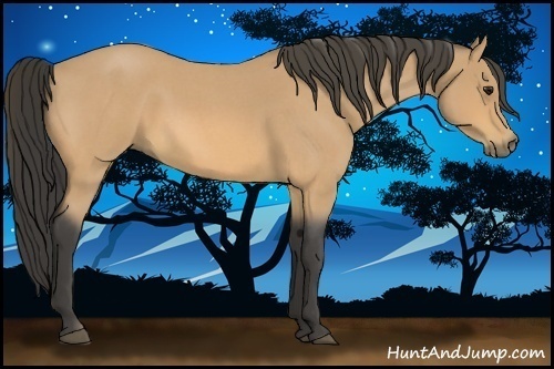 Horse Color:Buckskin Roan 