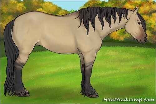 Horse Color:Brown Dun 