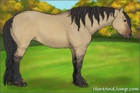 Horse Color:Brown Dun