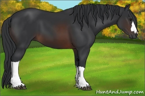 Horse Color:Brown 
