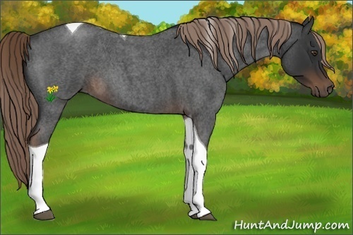 Horse Color:Liver Red Roan Tobiano 