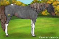 Horse Color:Liver Red Roan Tobiano 