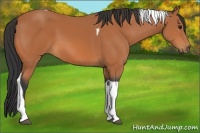 Horse Color:Bay Tobiano 