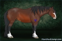 Horse Color:Bay Sabino 
