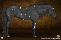 Horse Color:White Spotted Smoky Black Rabicano 