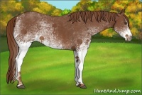 Horse Color:White Spotted Chestnut Sabino Rabicano 