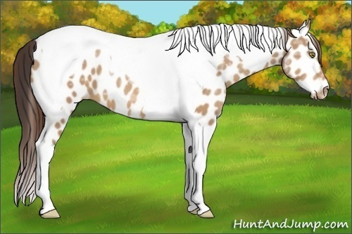Horse Color:Amber Champagne Ice Tobiano Appaloosa 