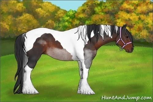 Horse Color:Brown Tobiano 