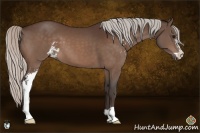 Horse Color:Silver Bay Sabino