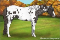 Horse Color:Liver Chestnut Tobiano Frame Appaloosa 