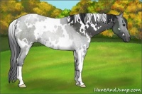 Horse Color:White Spotted Blue Roan 