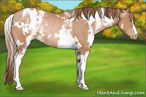 Horse Color:White Spotted Bay Pearl Rabicano 