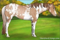 Horse Color:White Spotted Bay Pearl Rabicano