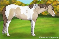 Horse Color:Grullo Pearl Sabino Tobiano 