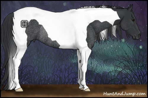 Horse Color:Black Tobiano Rabicano 