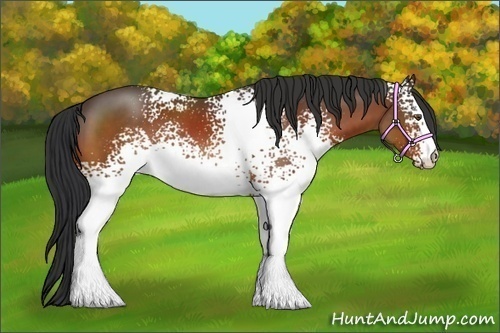 Horse Color:White Spotted Bay 