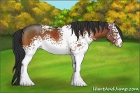 Horse Color:White Spotted Bay 