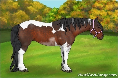 Horse Color:Bay Tobiano 