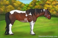 Horse Color:Bay Tobiano 