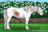 Horse Color:White Spotted Silver Bay Tobiano 