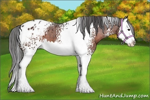 Horse Color:White Spotted Brown Splash Blanket