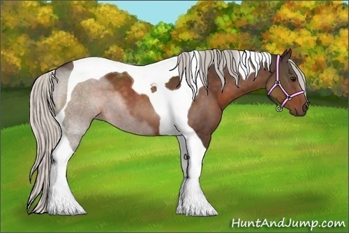 Horse Color:Silver Bay Tobiano