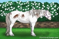 Horse Color:White Spotted Silver Bay Tobiano Rabicano