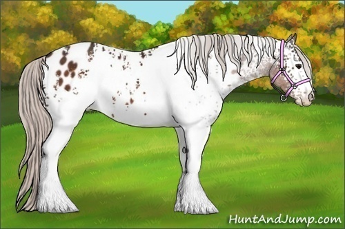 Horse Color:White Spotted Silver Brown Appaloosa 