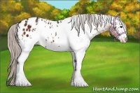 Horse Color:White Spotted Silver Brown Appaloosa 