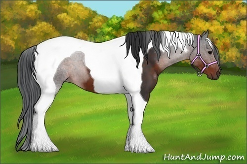 Horse Color:Brown Tobiano
